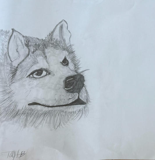 Wild-Eyed Husky Original Artwork by Taytem Barth